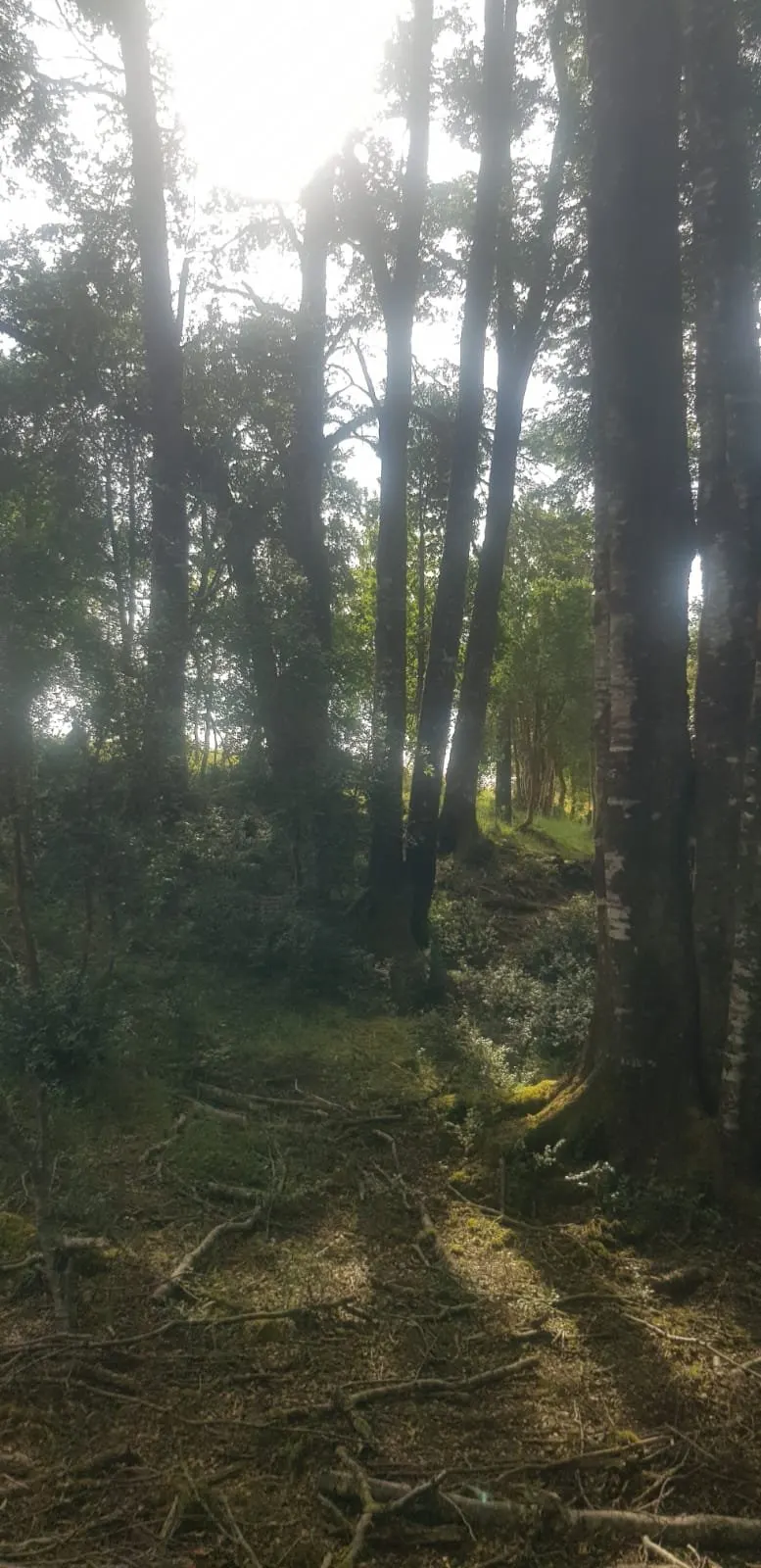 Cabaña los robles Contuy — Foto 11