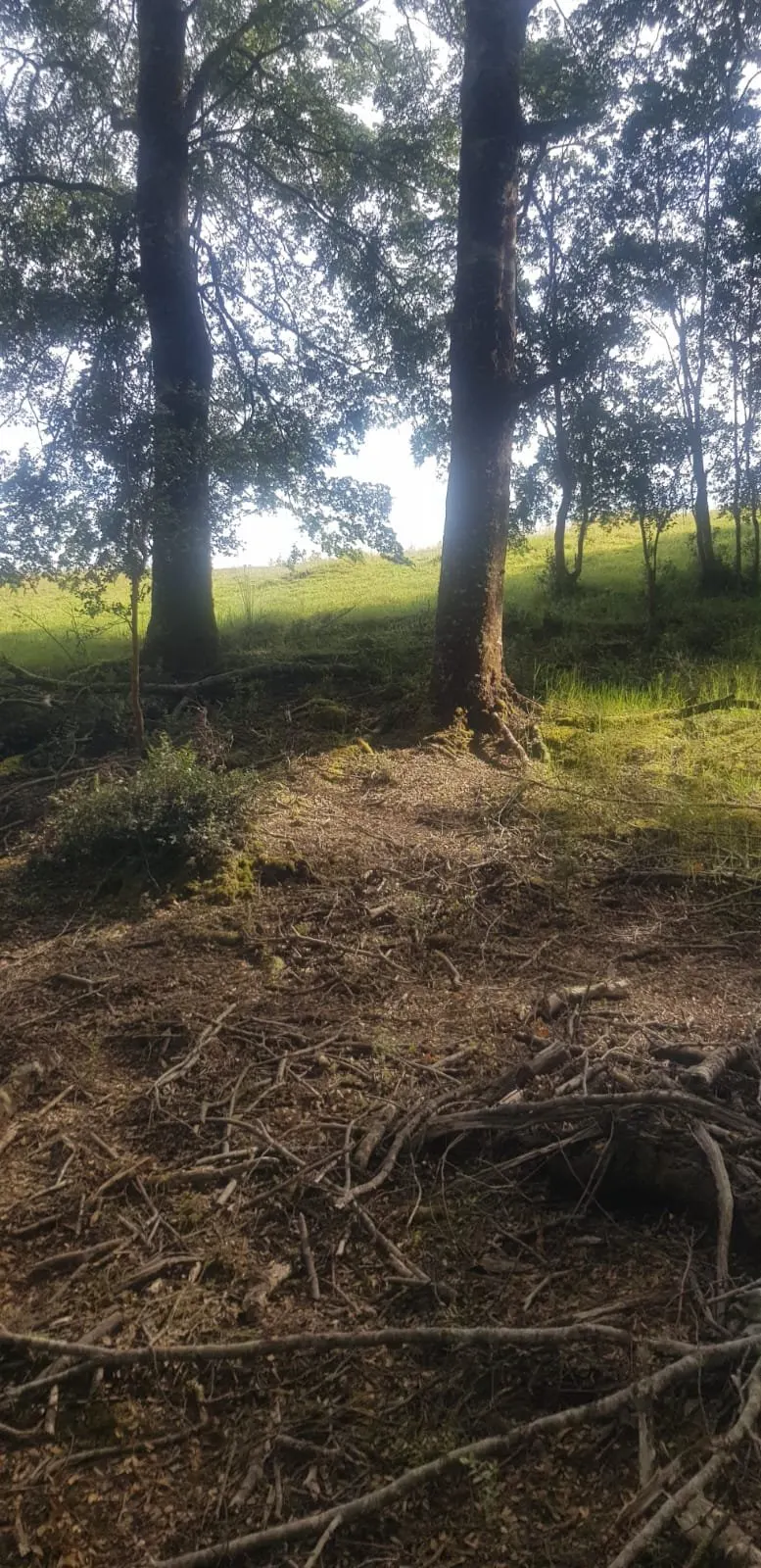 Cabaña los robles Contuy — Foto 10